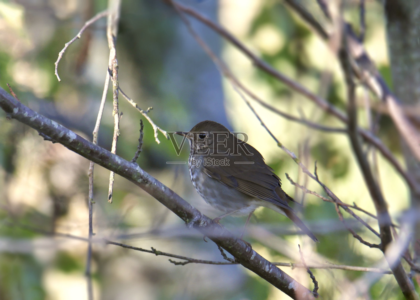 栖息在树上的隐鸫(catharus guttatus)照片摄影图片