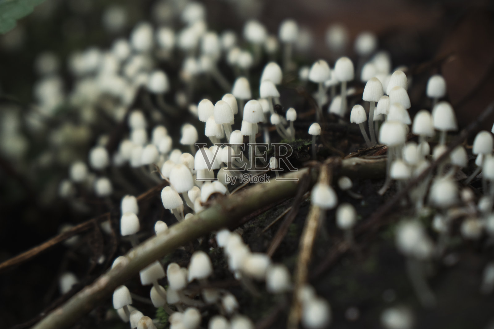 一群小小的白色蘑菇生长在腐烂的原木上照片摄影图片