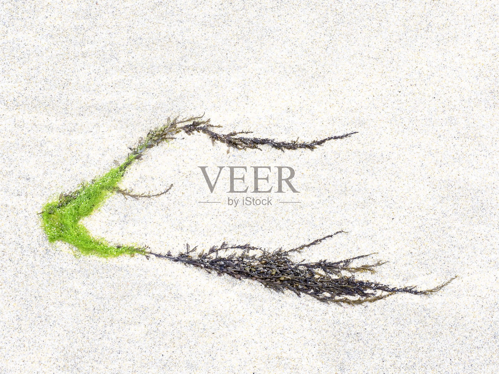 被冲上波尔图Matosinhos海滩沙滩的海藻照片摄影图片