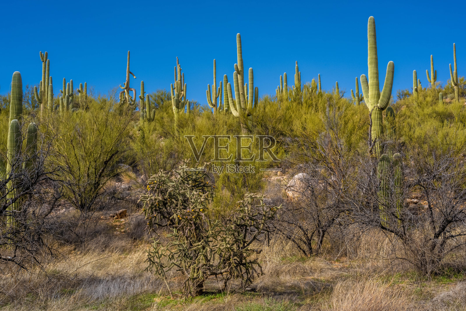 亚利桑那州卡塔利纳州的一株细长的仙人掌照片摄影图片