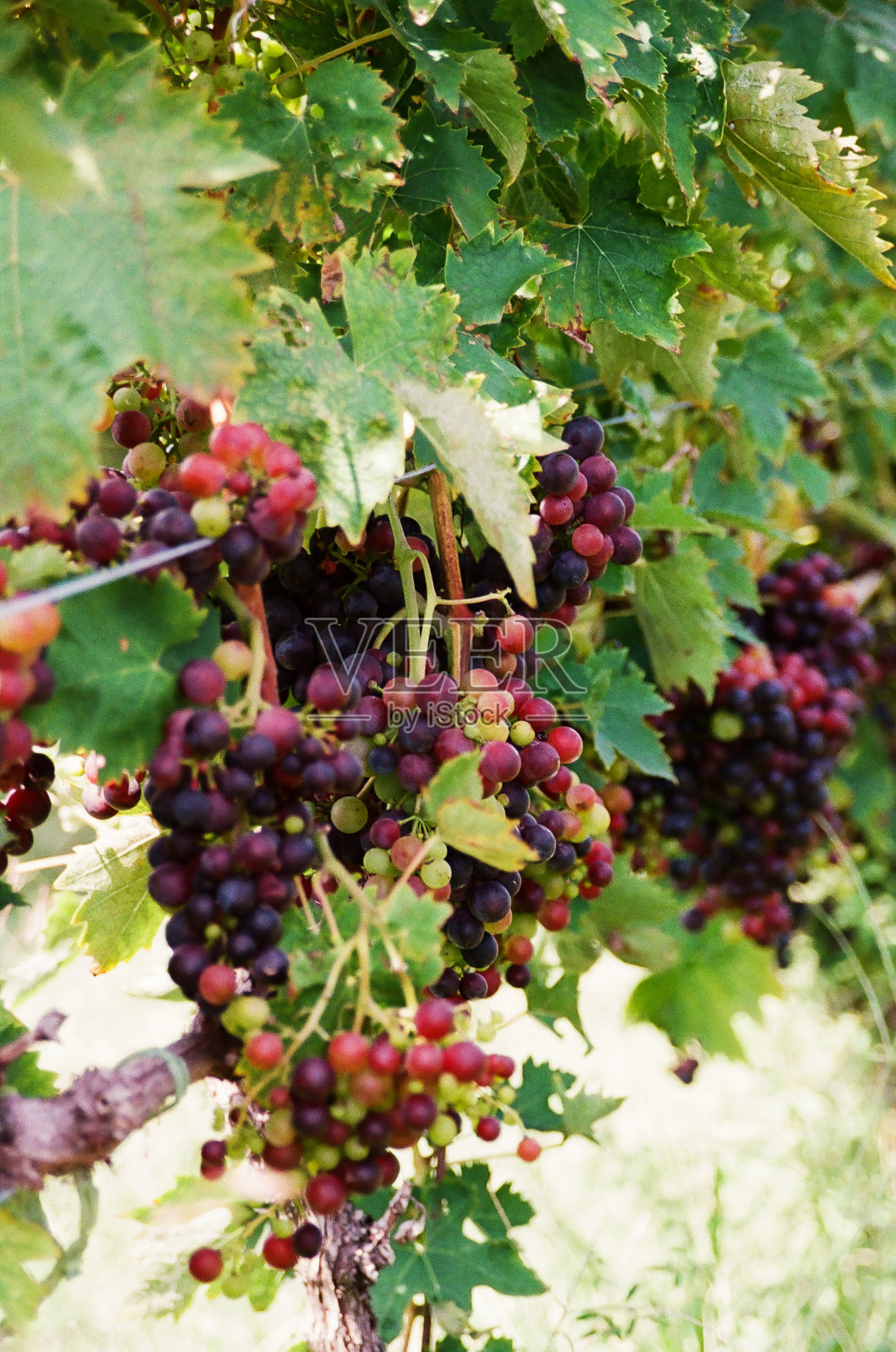 葡萄在葡萄园的藤蔓上生长照片摄影图片