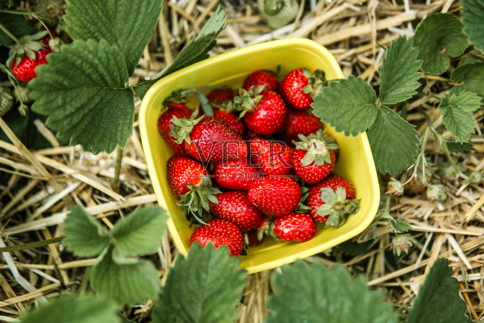 一篮子刚摘下来的草莓躺在地上照片摄影图片