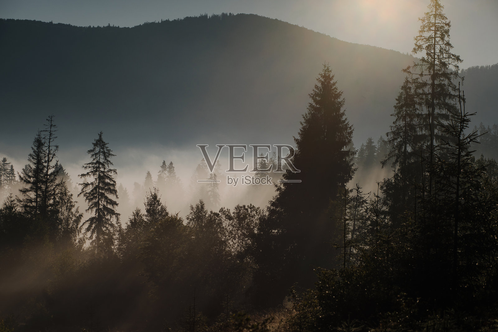 群山在晨雾中被树林覆盖照片摄影图片