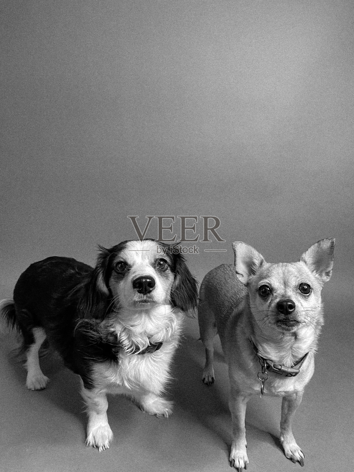 两只狗照片摄影图片