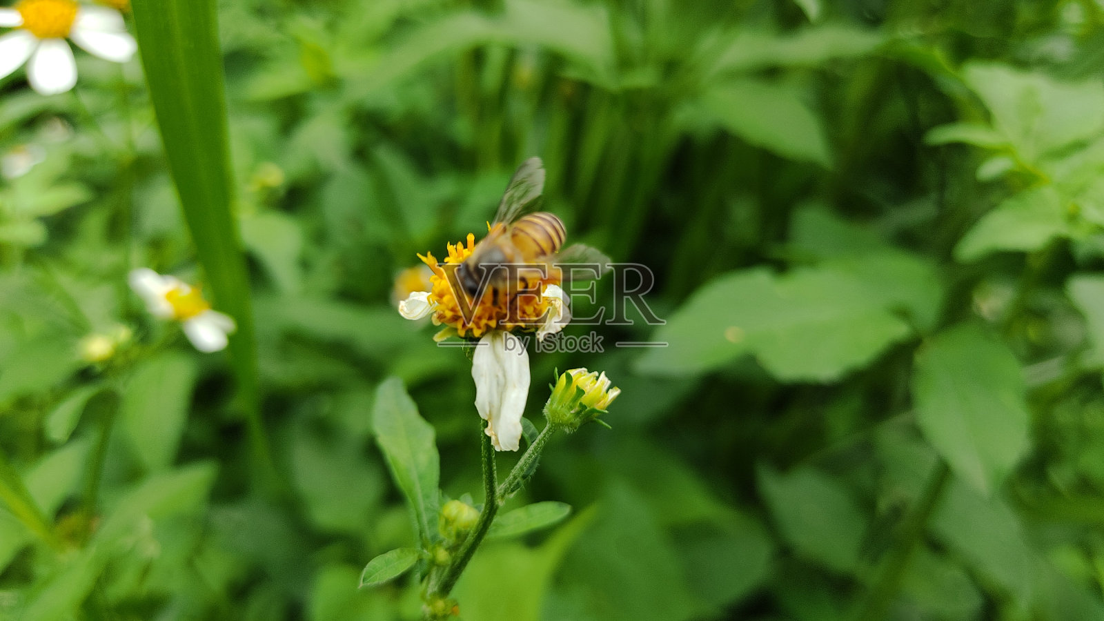 蜜蜂照片摄影图片