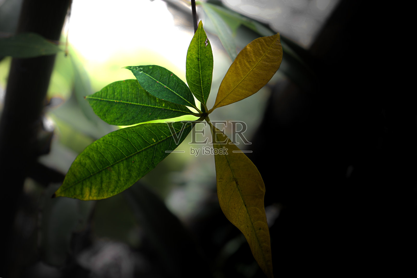 叶片颜色的变化照片摄影图片