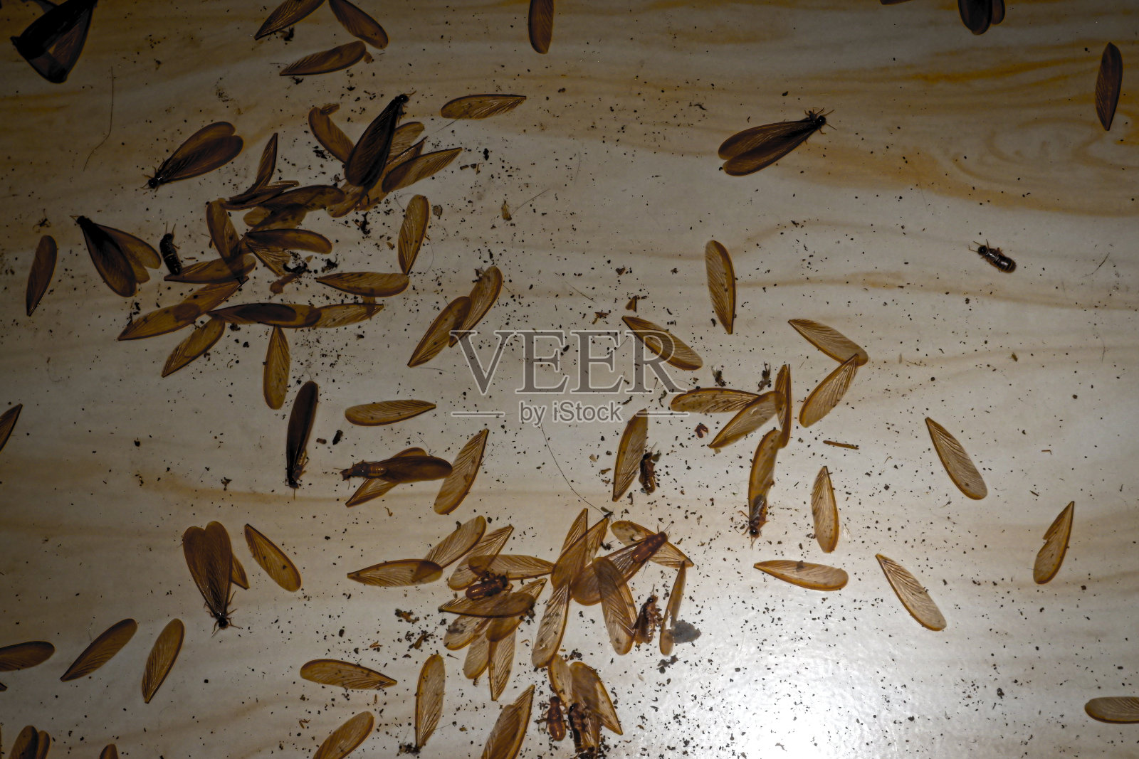 夜间，白蚁的翅膀散落在地上照片摄影图片