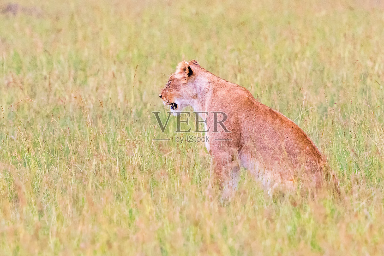 坐在大草原草地上的母狮照片摄影图片