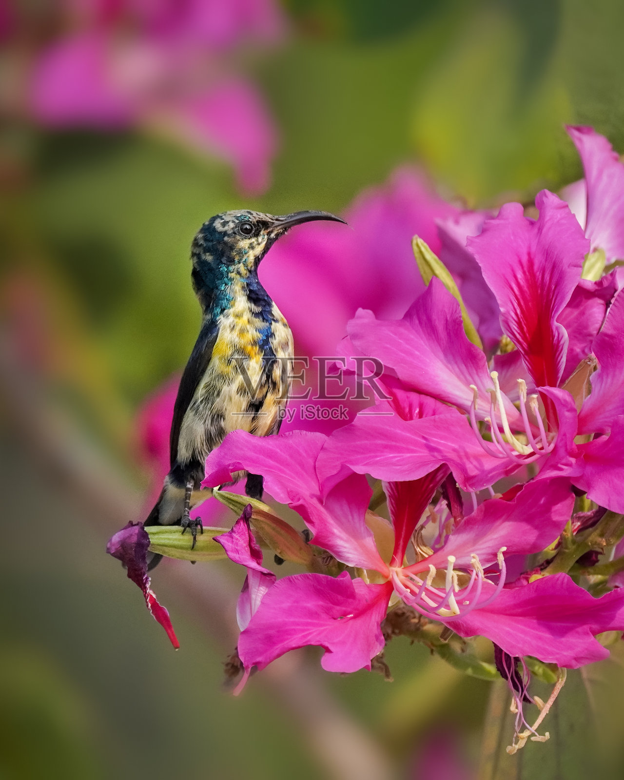 自然照片摄影图片