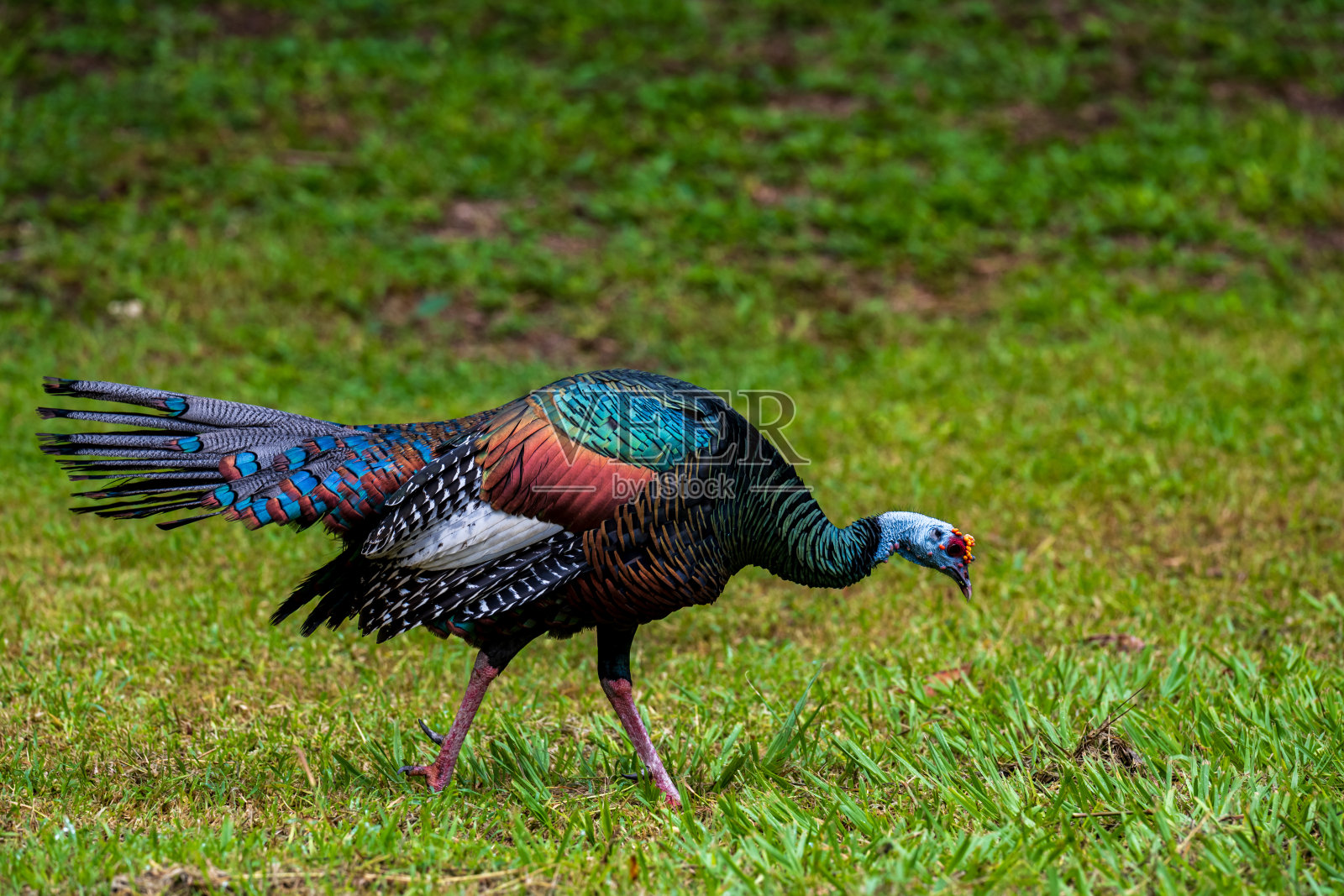 彩色火鸡2照片摄影图片