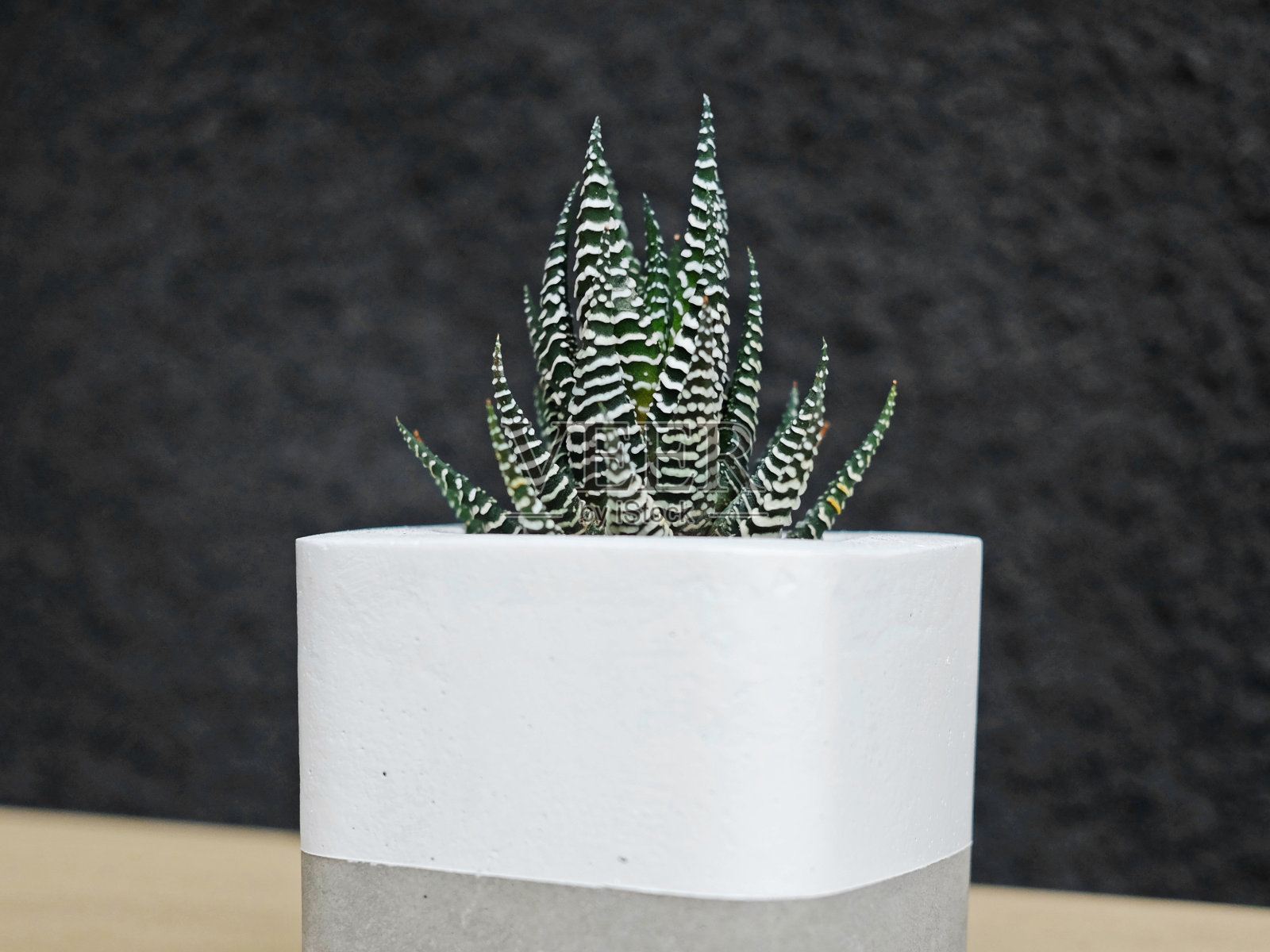 多肉的混凝土锅在斯堪的纳维亚室内与纹理墙背景。室内植物阁楼风格照片摄影图片