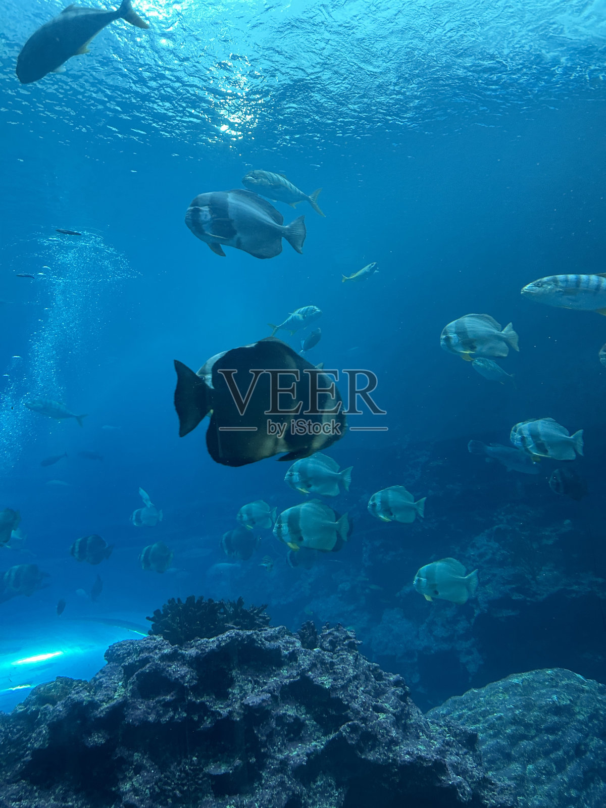 快乐的海洋生物在海里游泳照片摄影图片