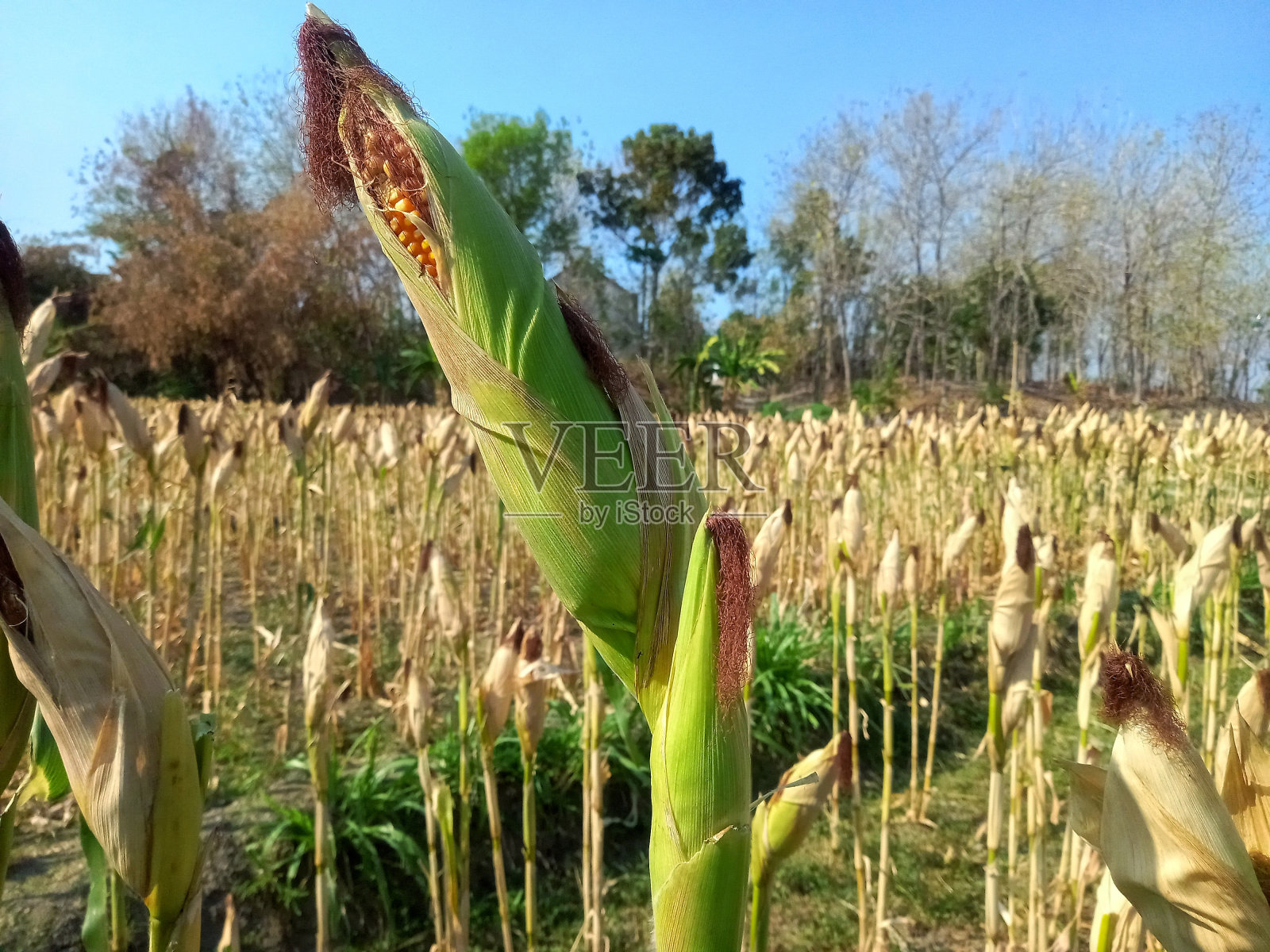 准备收割的青玉米在田地中间照片摄影图片