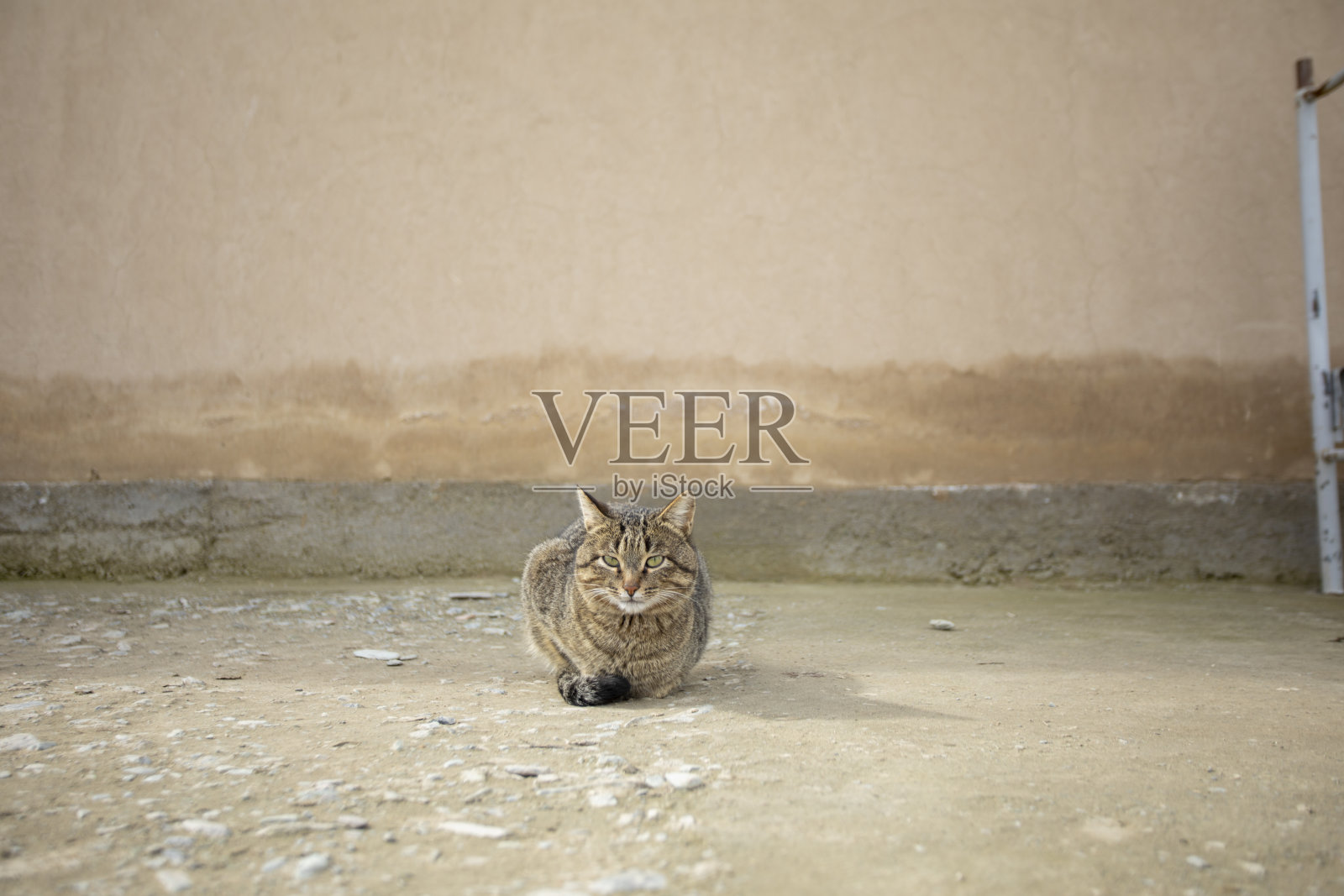 家猫的品种看起来很直照片摄影图片