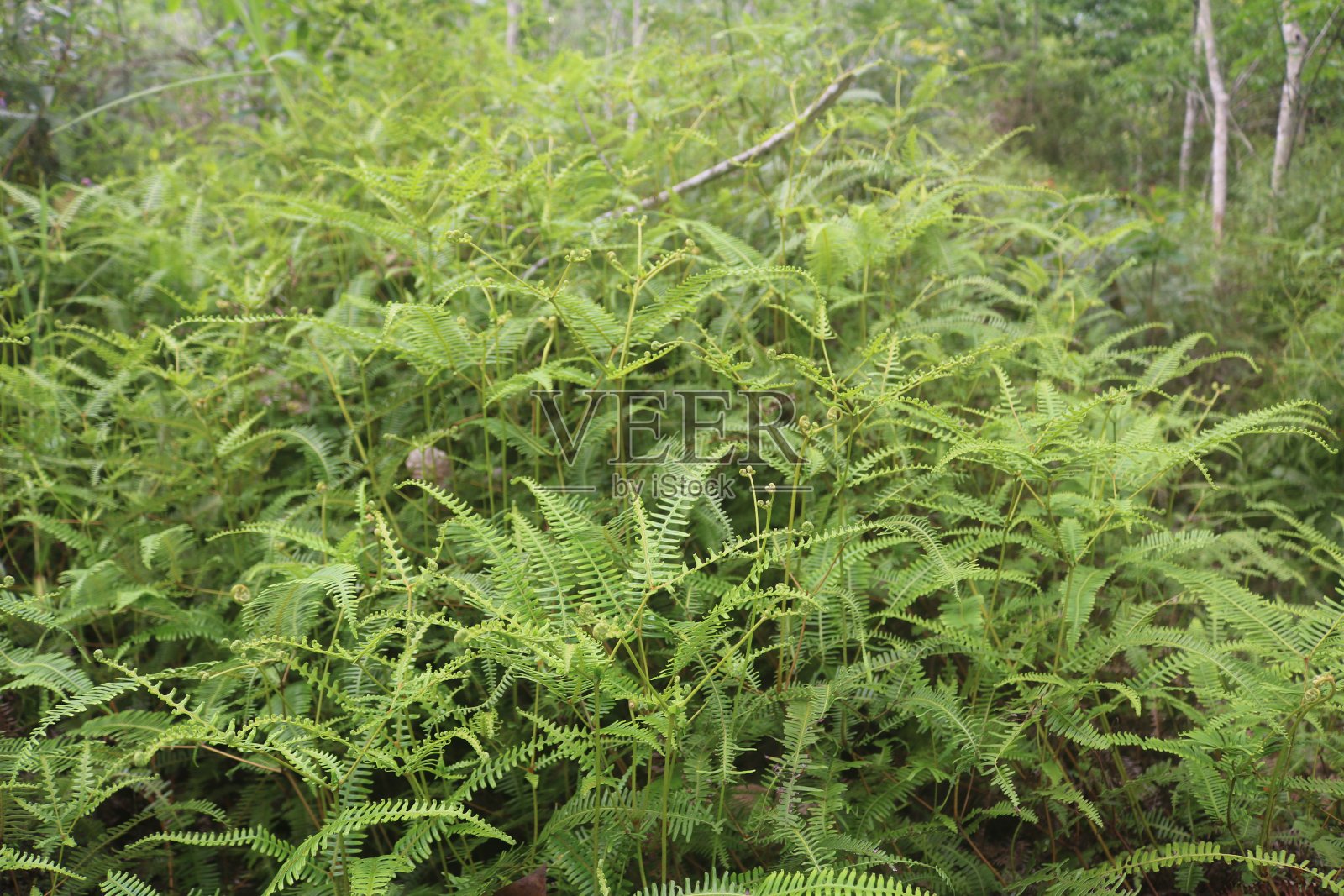 热带雨林照片摄影图片