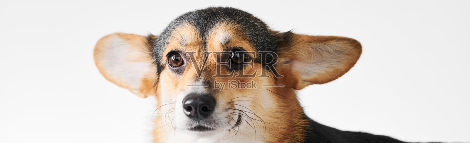 彭布罗克威尔士柯基肖像孤立的白色工作室背景与复制空间，纯种狗照片摄影图片