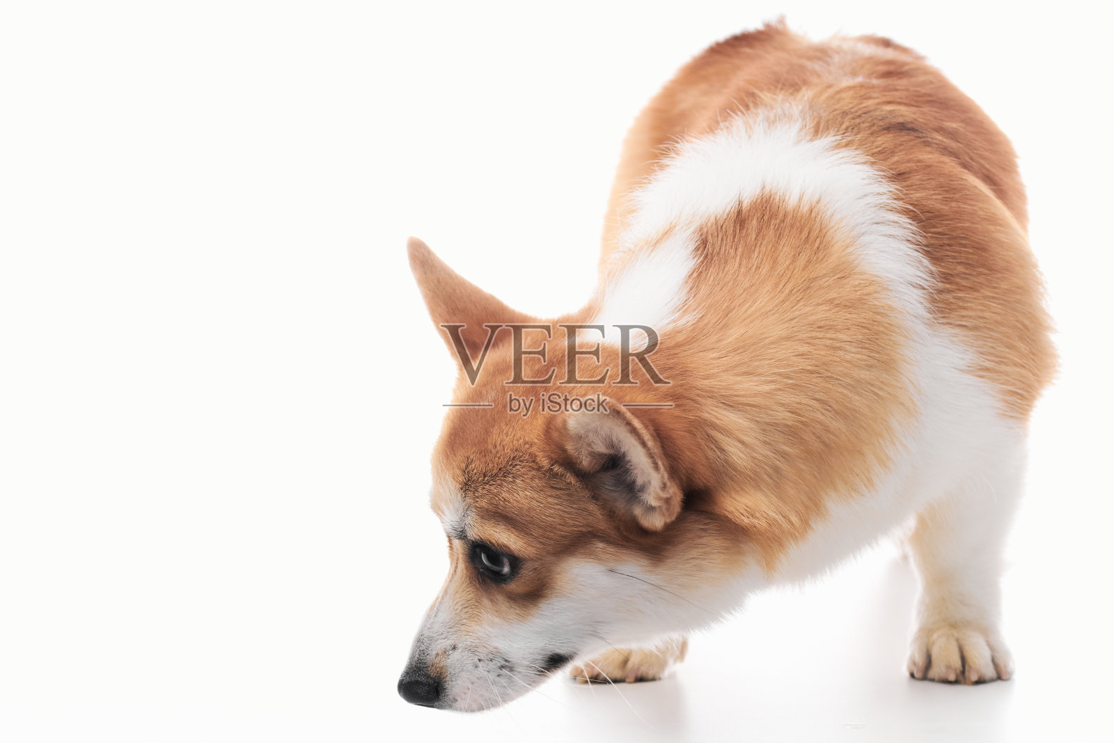 彭布罗克威尔士柯基肖像孤立的白色工作室背景与复制空间，纯种狗照片摄影图片