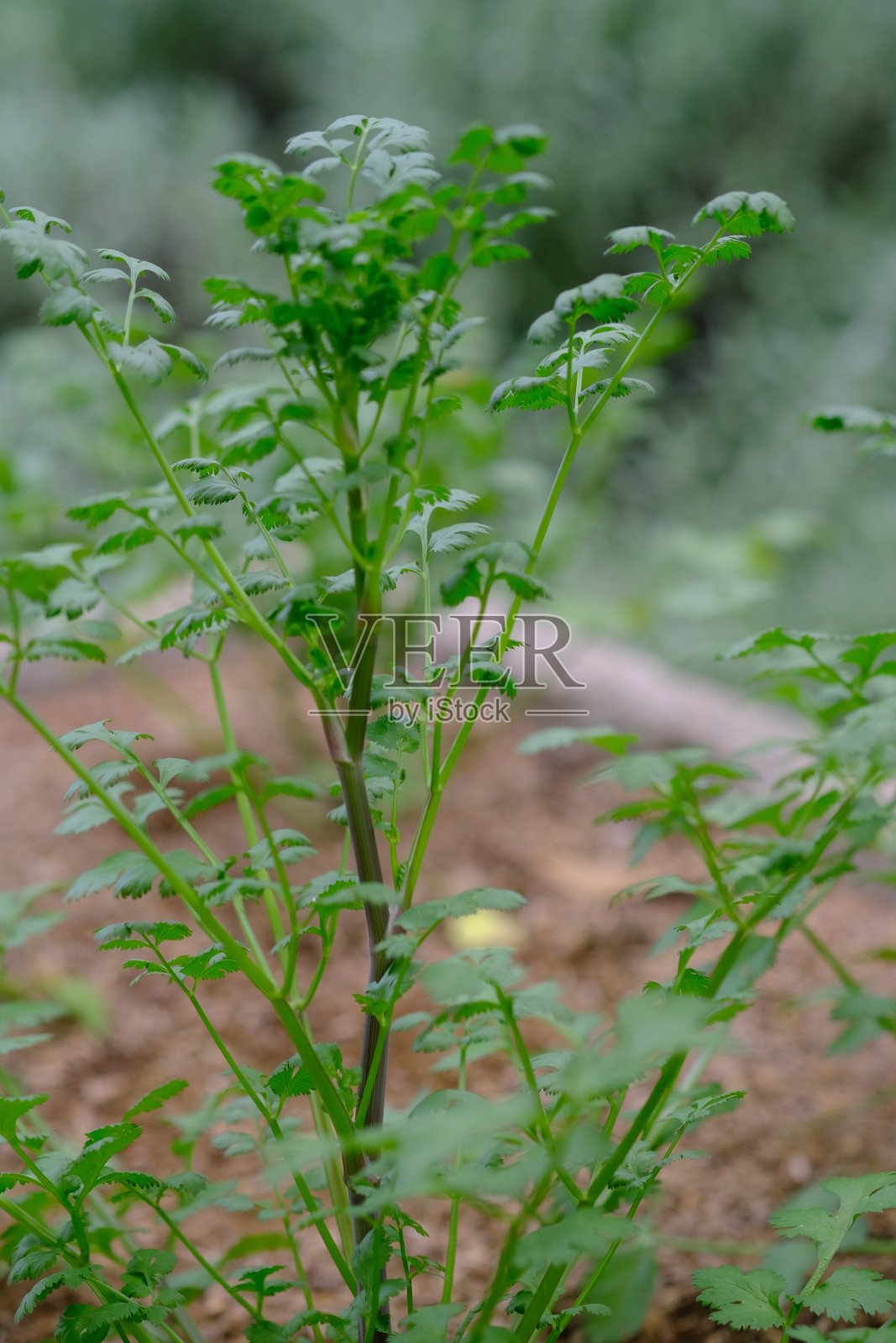 香菜是一种很受欢迎的香料植物。Coriandrum一。照片摄影图片
