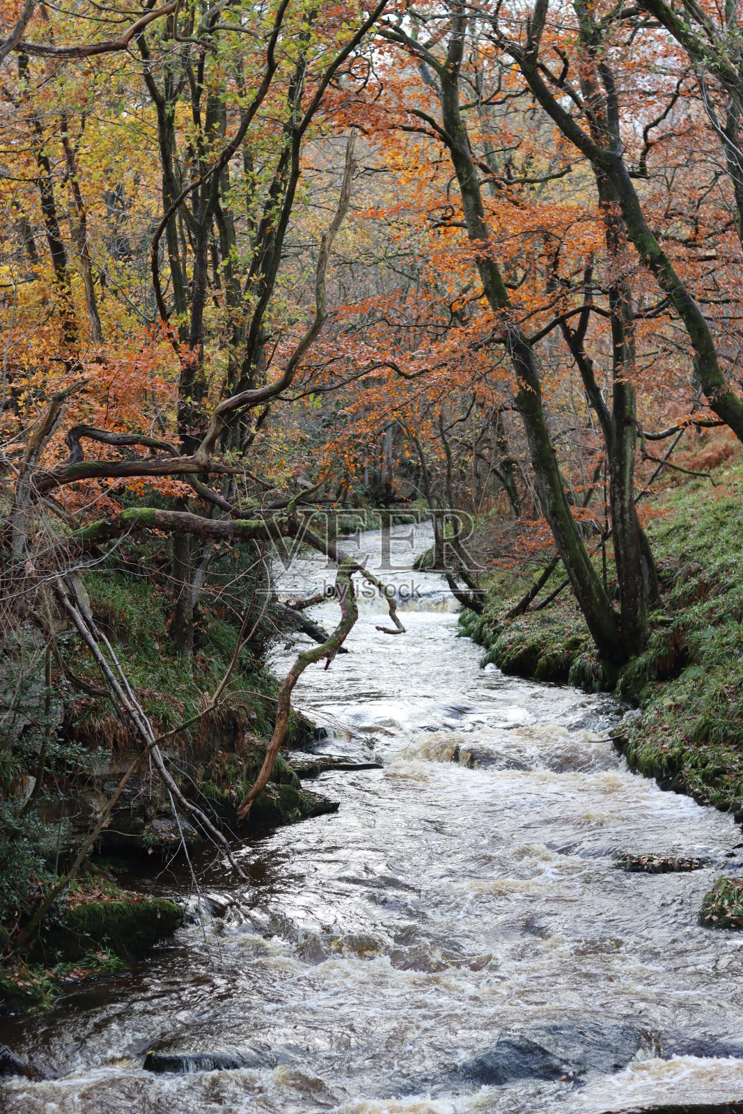 秋天沿着森林河流的景色照片摄影图片