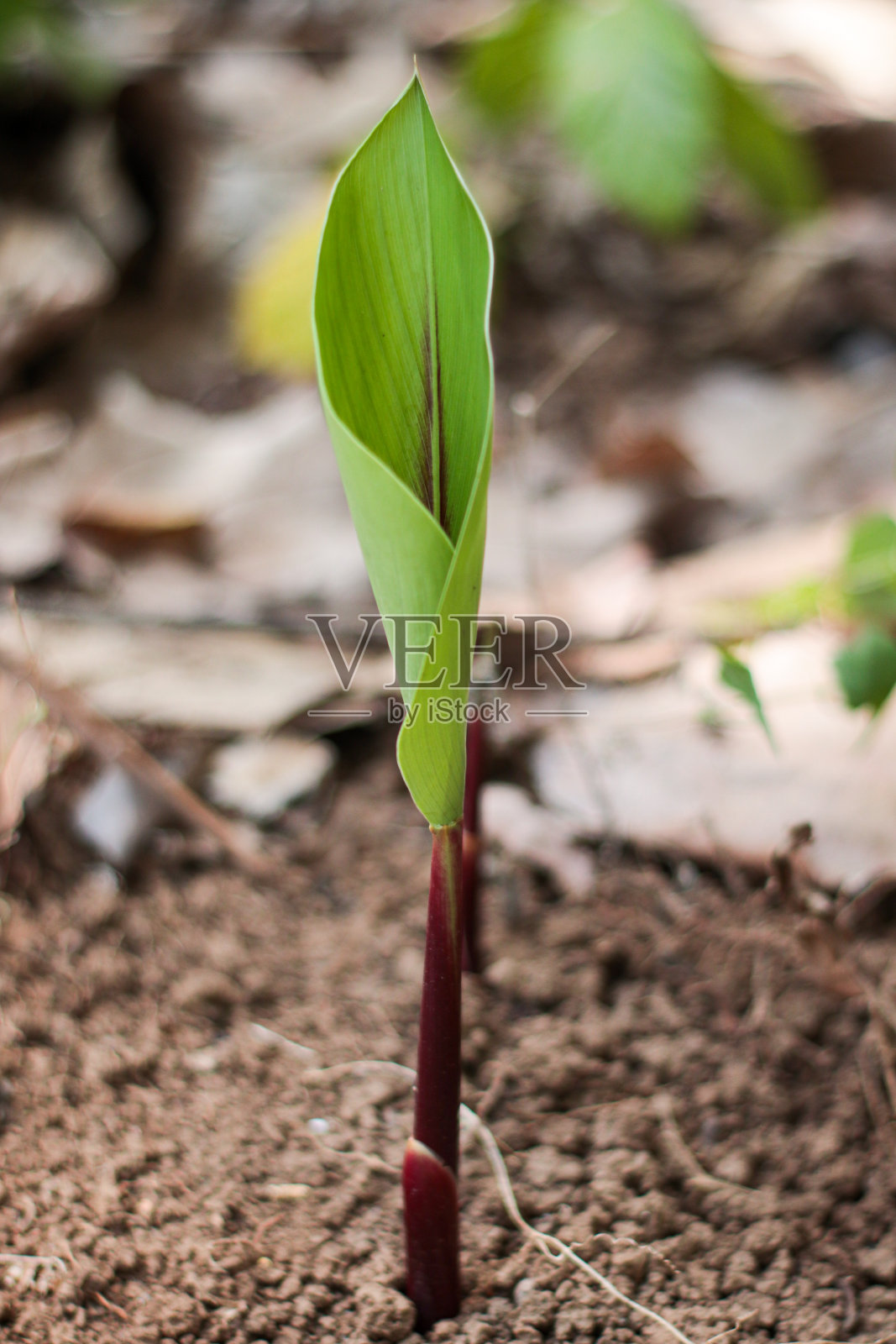 在种植园里，姜黄树开始长出嫩绿的叶子照片摄影图片