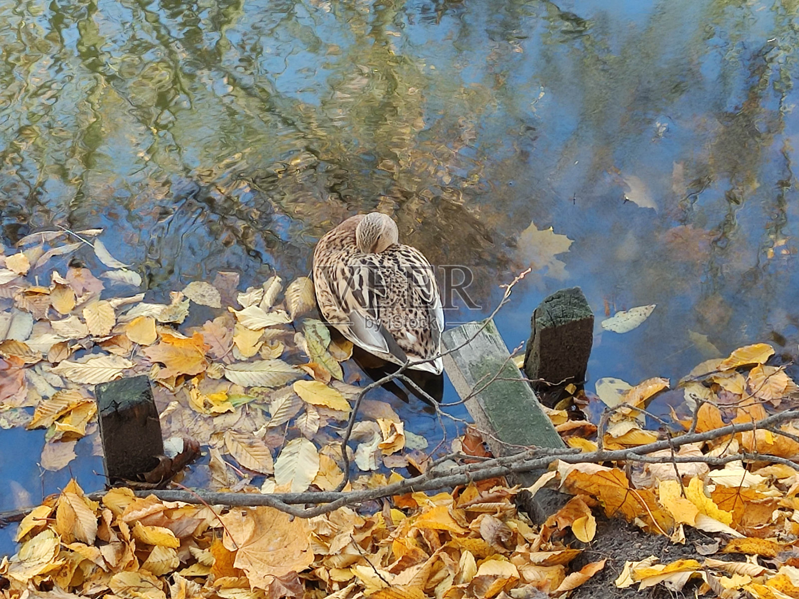 鸭子睡在池塘的水面上，把他的头放在他的翅膀下面照片摄影图片