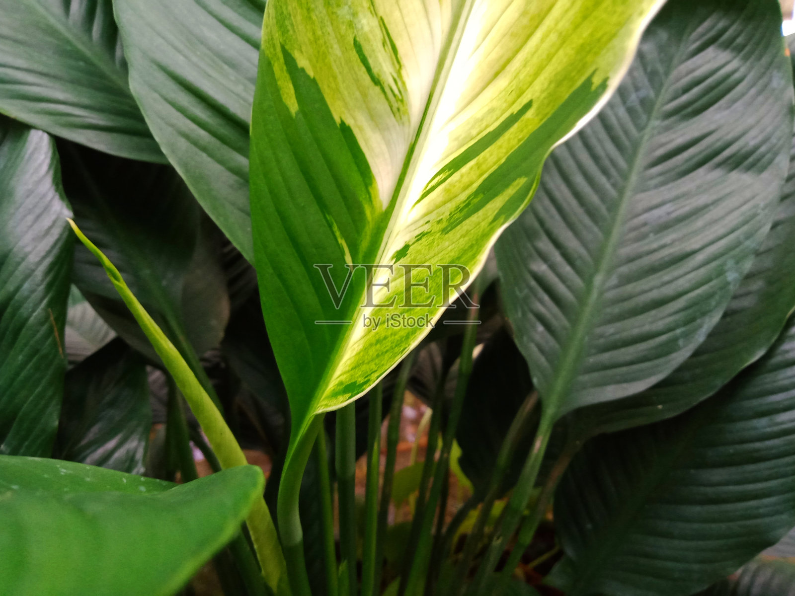 在深绿色的老叶之间的新鲜的双色嫩叶照片摄影图片