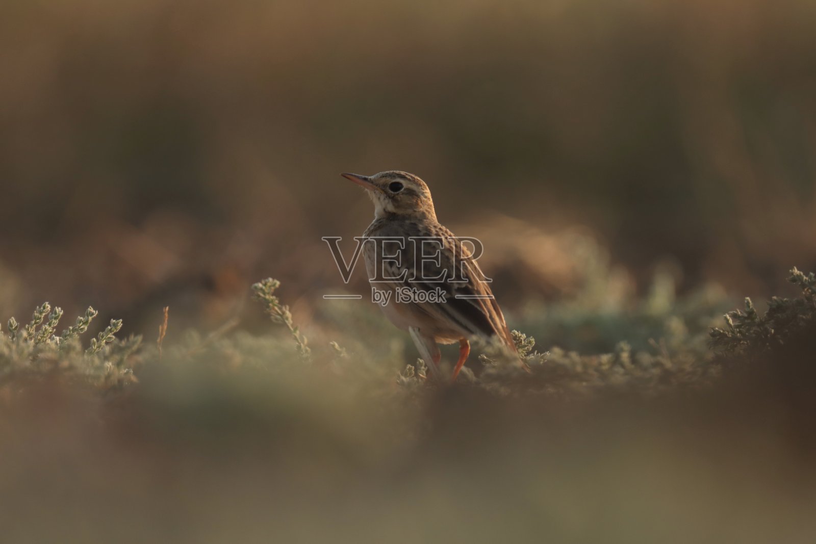 一只褐色的鸟栖息在地上。稻田田云雀。东方田云雀。Anthus rufulus。照片摄影图片