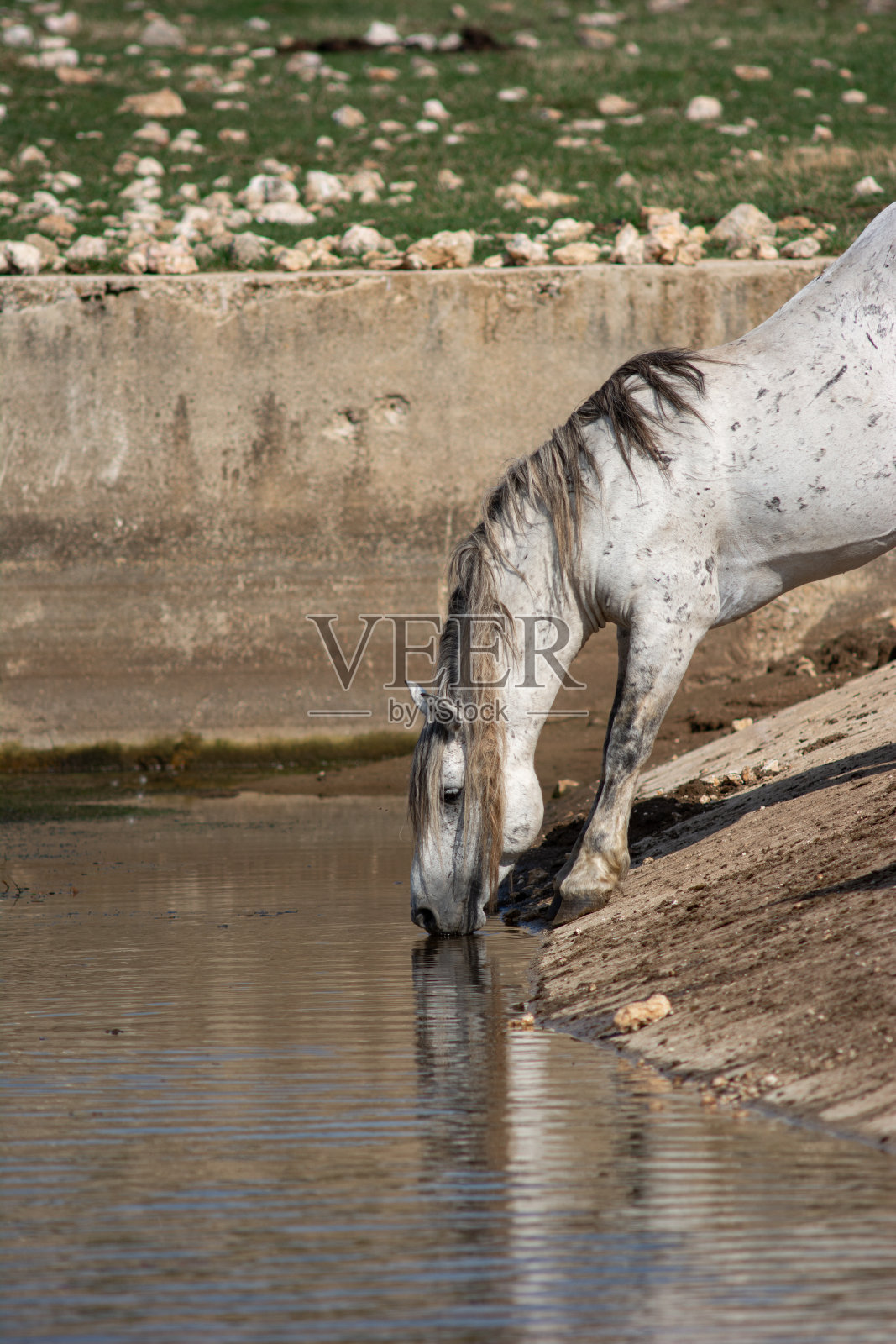 一匹白色的野马在一个几乎干涸的人工水坑里喝水照片摄影图片