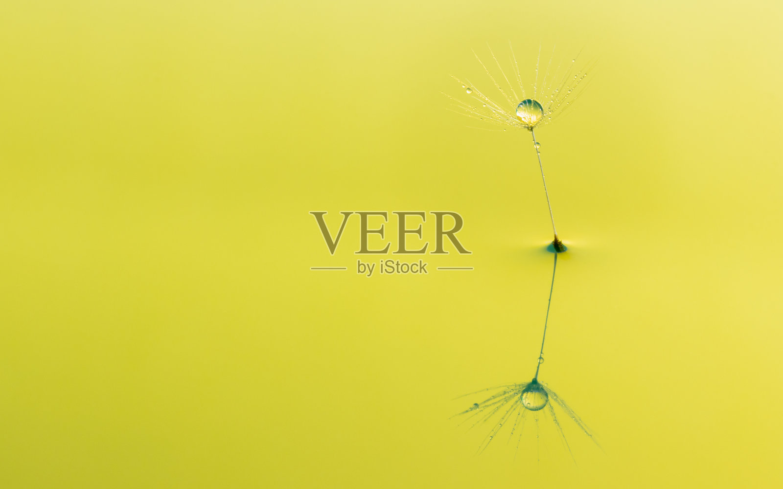 蒲公英的花籽带着露珠贴近。照片摄影图片