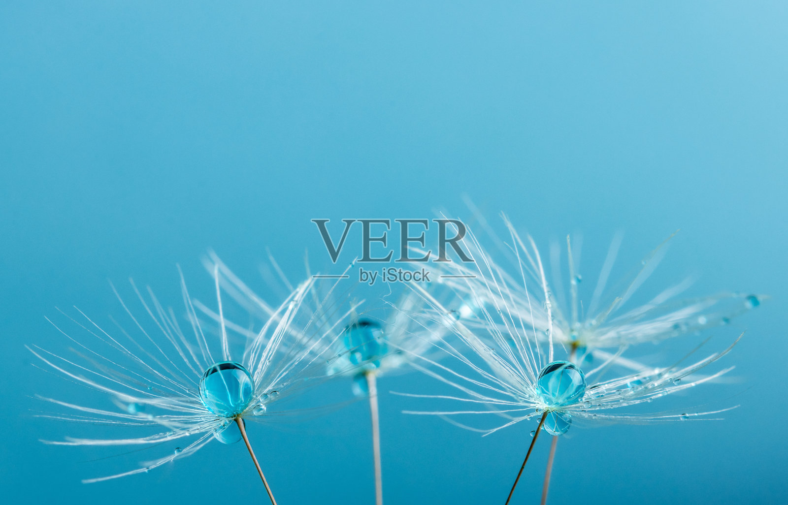 蒲公英的花籽带着露珠贴近。照片摄影图片