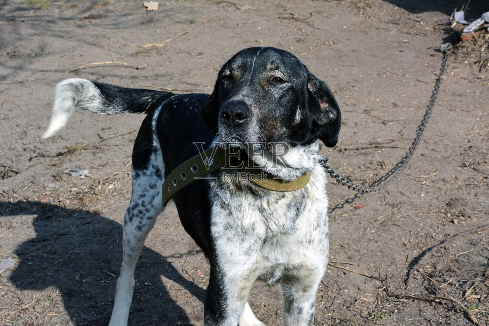 一只戴着铁链项圈的纯种斑点狗守卫着房子照片摄影图片