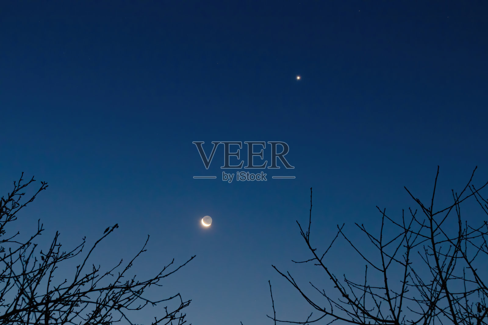 新月和星星在没有叶子的树枝上出现在清晨的天空照片摄影图片