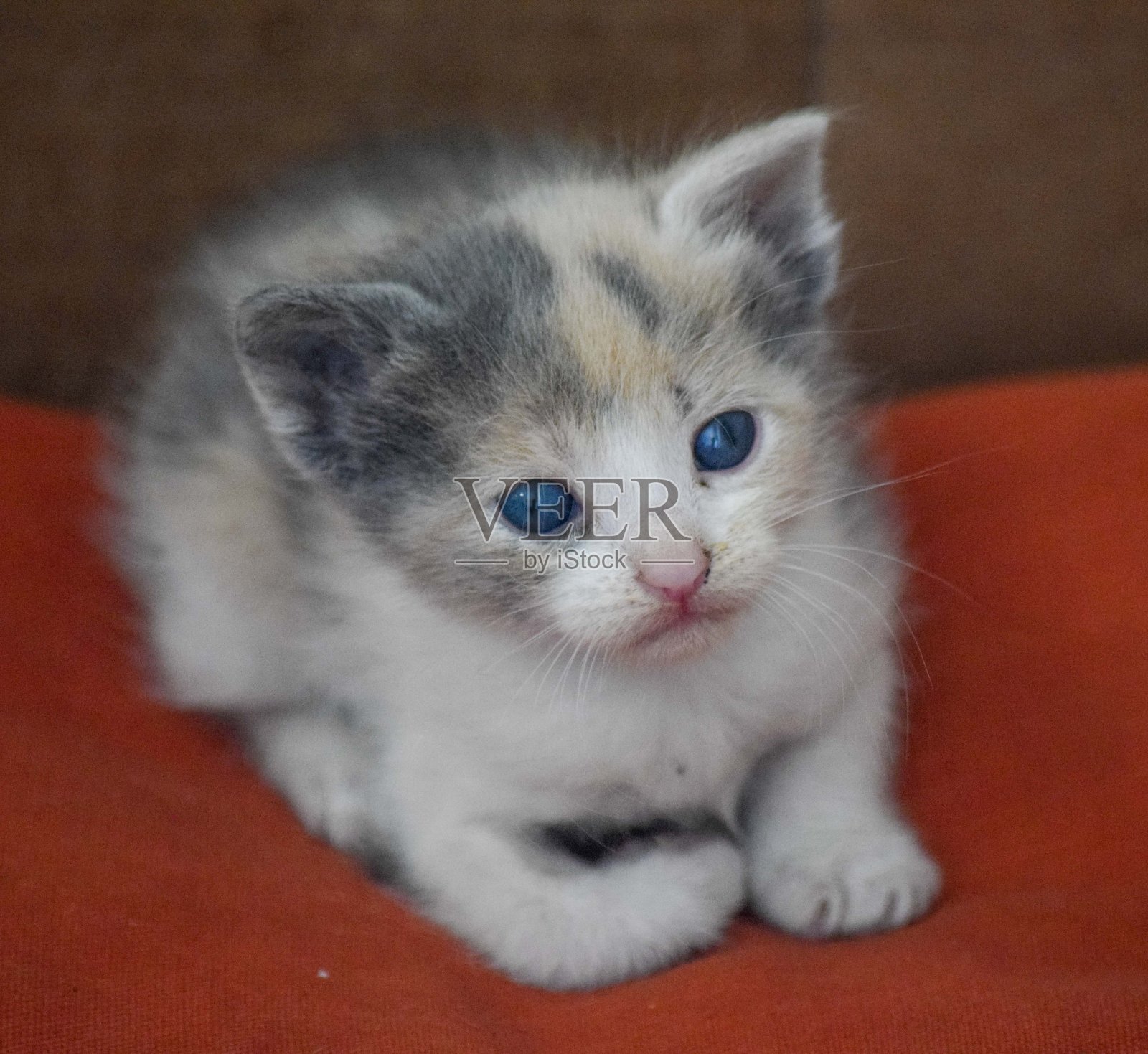 一只刚出生的小猫的肖像照片摄影图片