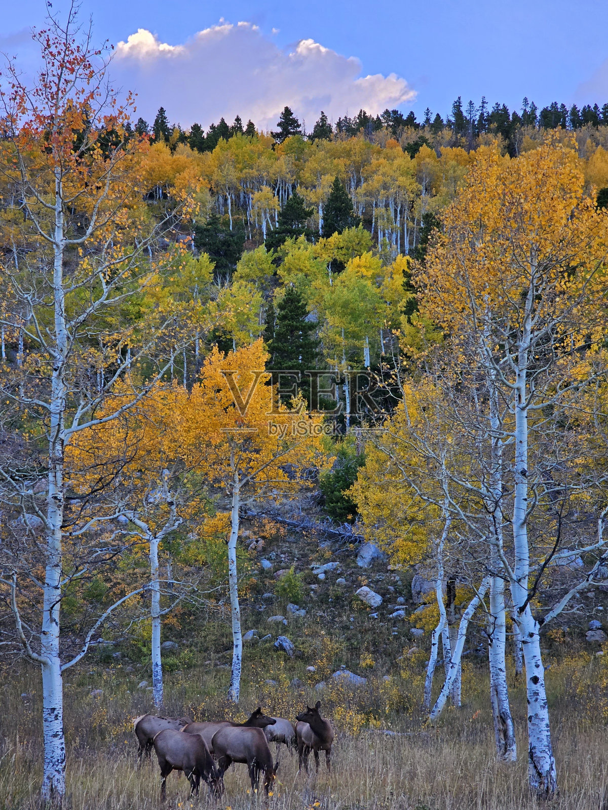 哦，成为一只麋鹿照片摄影图片