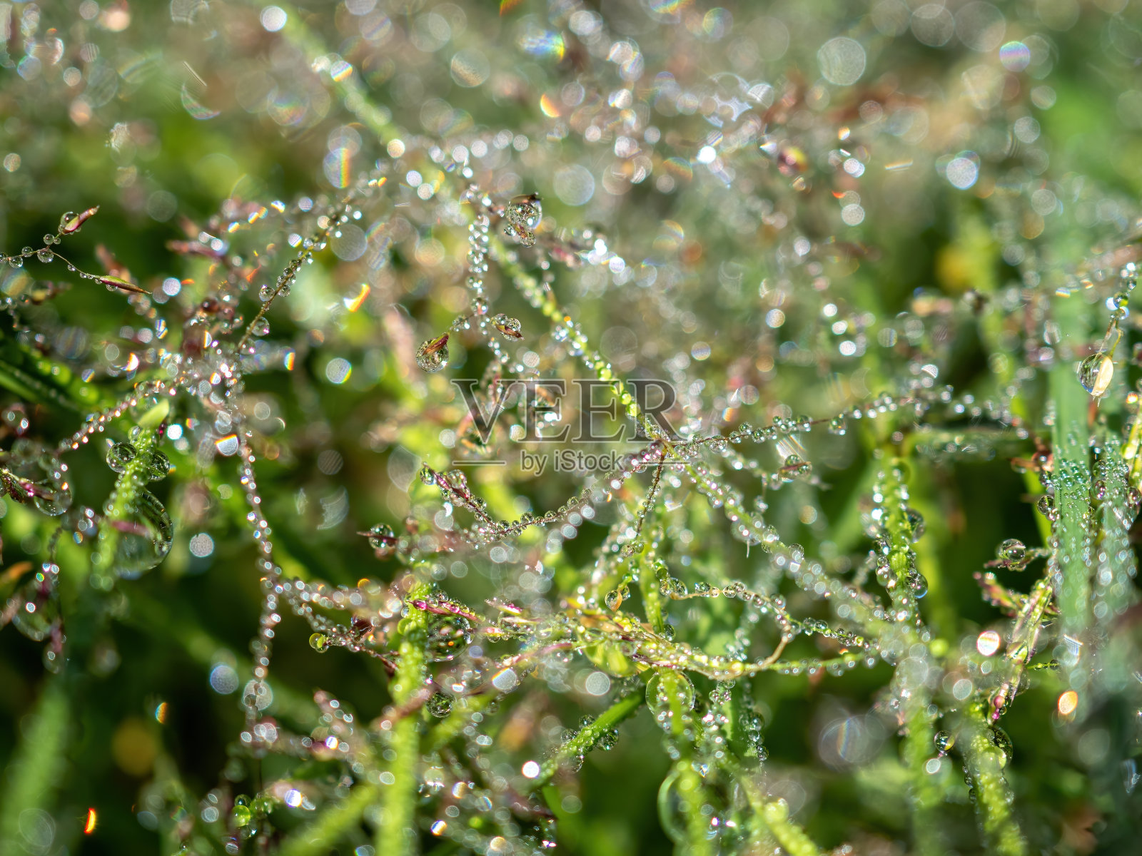 露珠覆盖的草叶在阳光下闪闪发光照片摄影图片