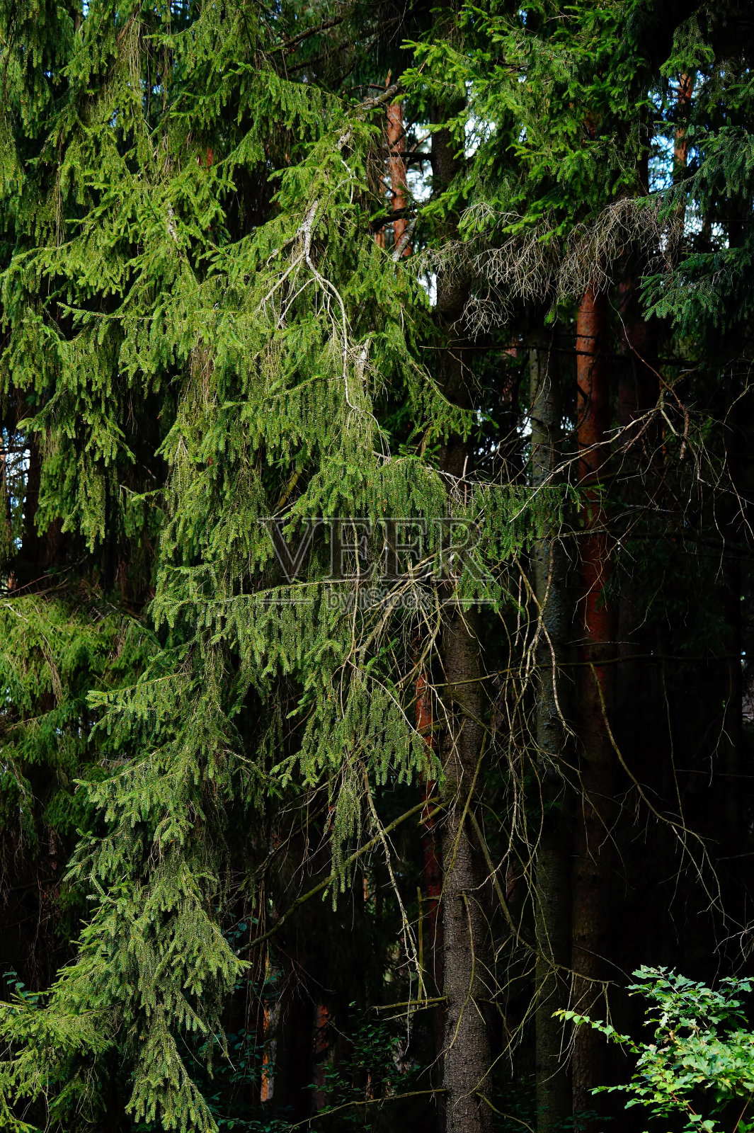 美丽的多年生云杉。照片摄影图片