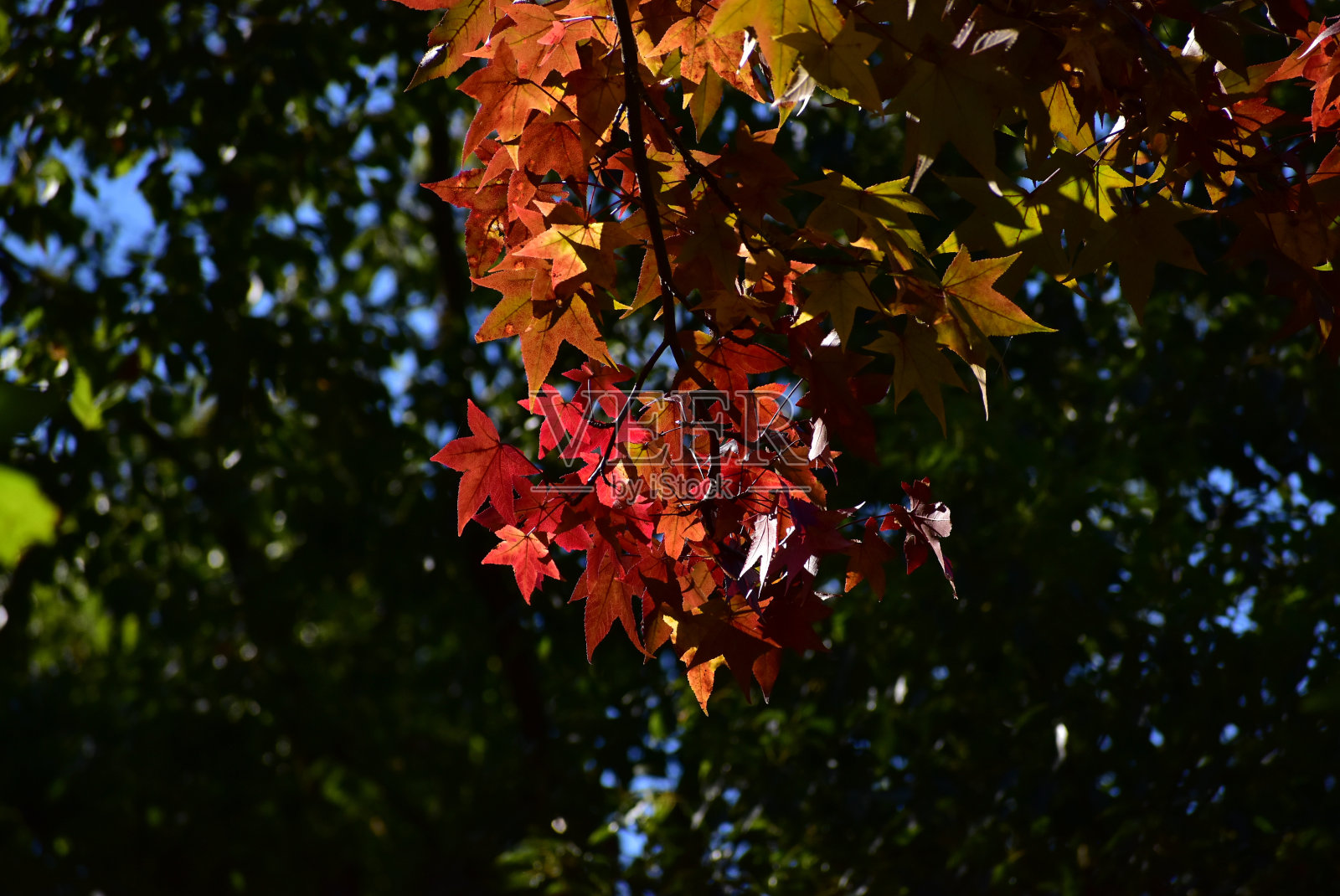 郁金香树的秋天的颜色照片摄影图片