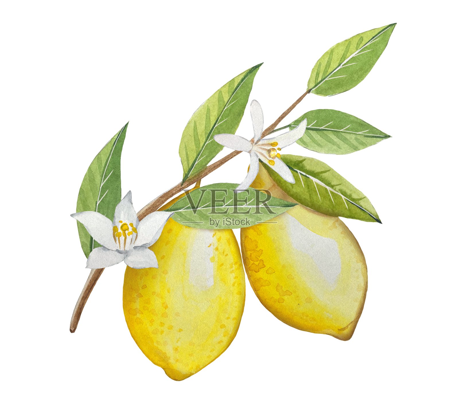 水彩画树枝与成熟的柠檬和花朵，手绘插图插画图片素材