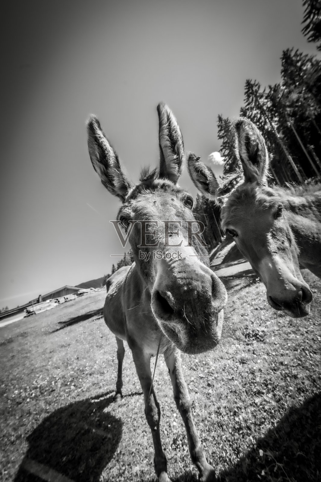 草地上的驴子照片摄影图片