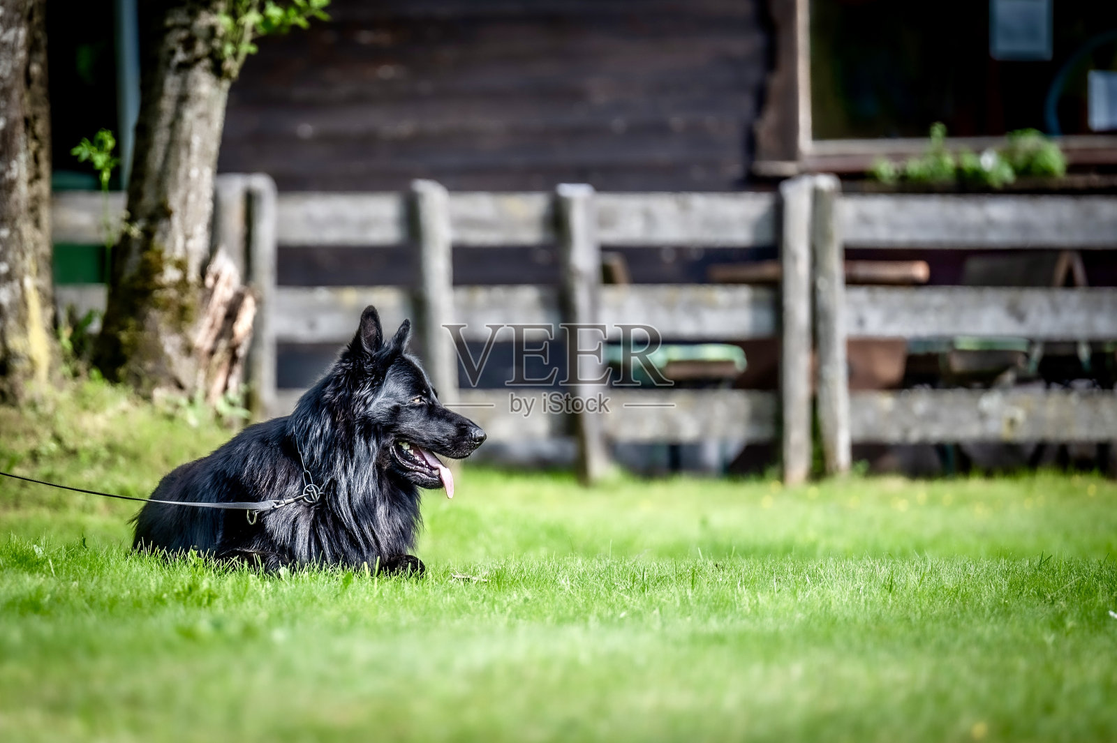 黑德国牧羊犬照片摄影图片