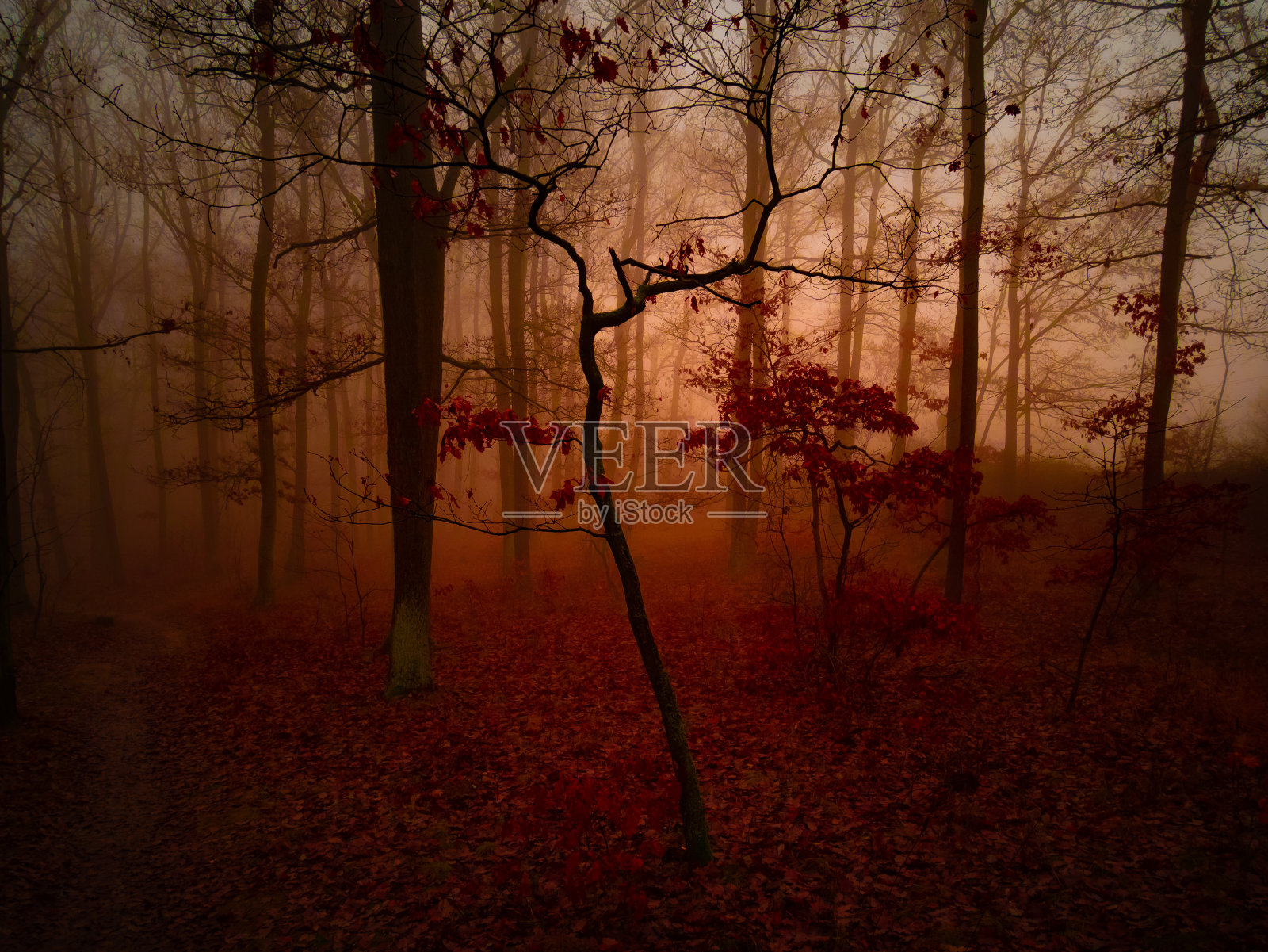 神秘迷雾森林照片摄影图片