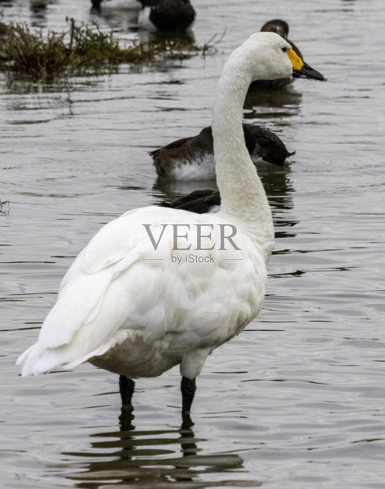 比尤伊克的天鹅照片摄影图片