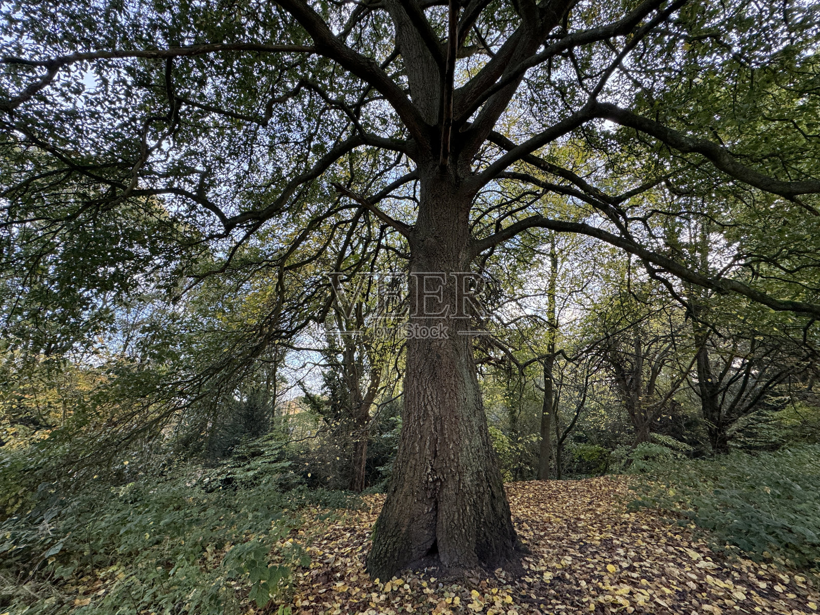 汉普特斯西斯公园照片摄影图片