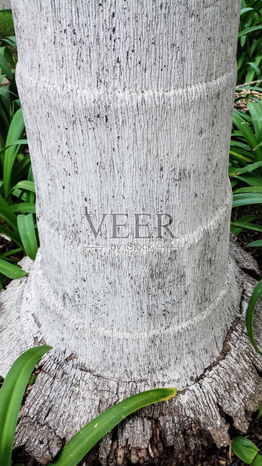 树干照片摄影图片