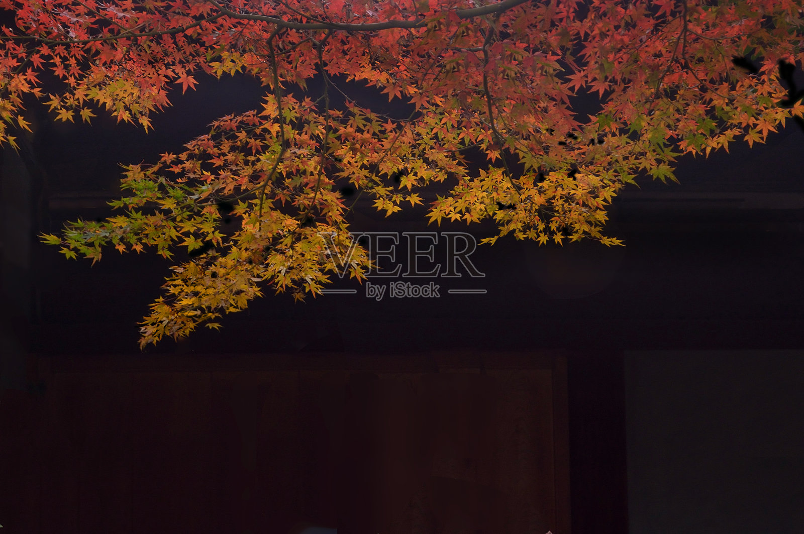 五彩秋色枫叶照片摄影图片