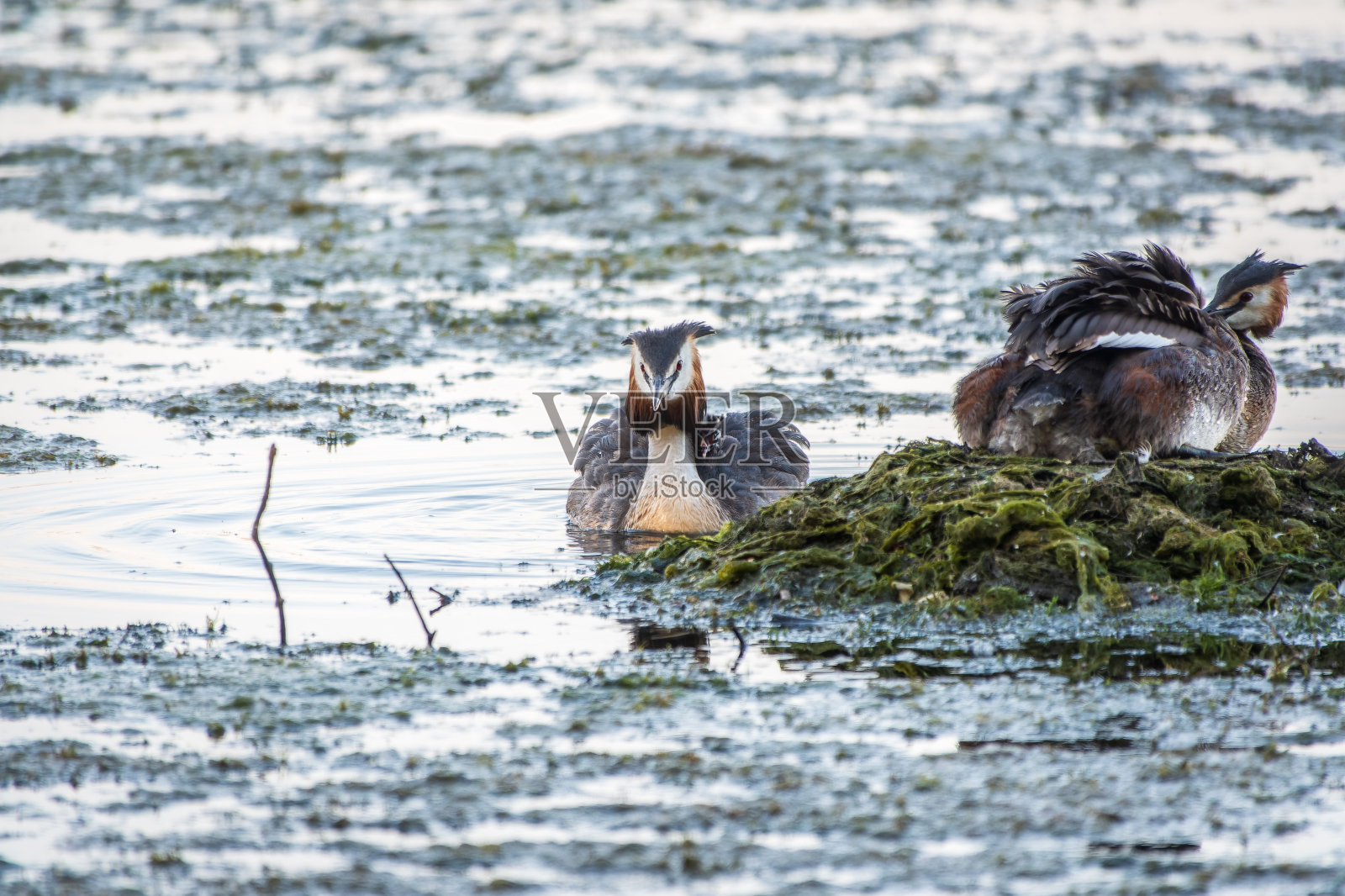 凤头Grebe, Podiceps cristatus，水鸟坐在巢上，筑巢时间在翠绿的湖面上照片摄影图片