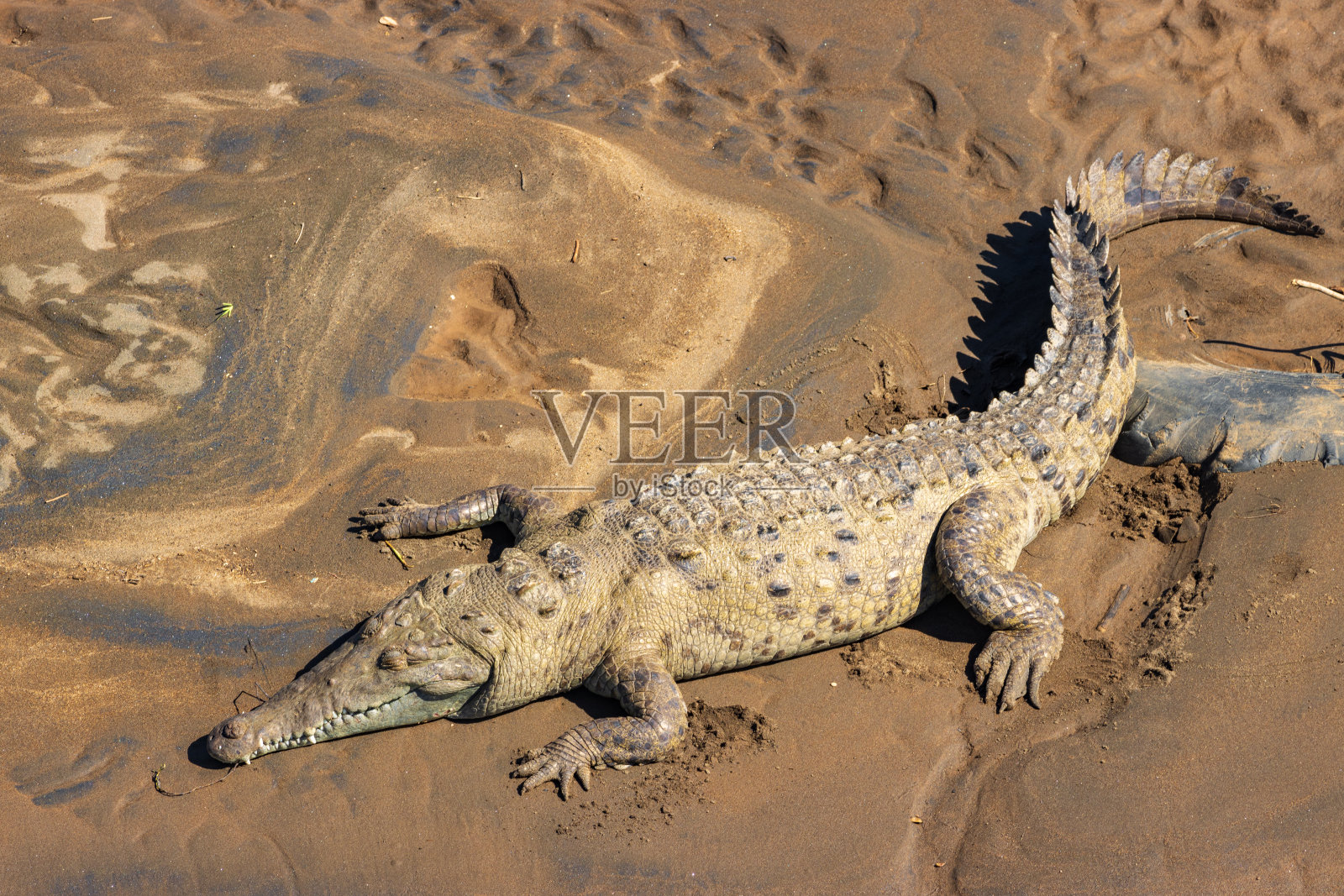塔科尔斯桥上的鳄鱼(哥斯达黎加)照片摄影图片