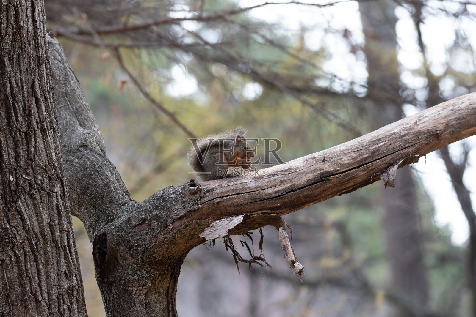 日本松鼠(Sciurus lis)是日本特有的松鼠属树松鼠。照片摄影图片