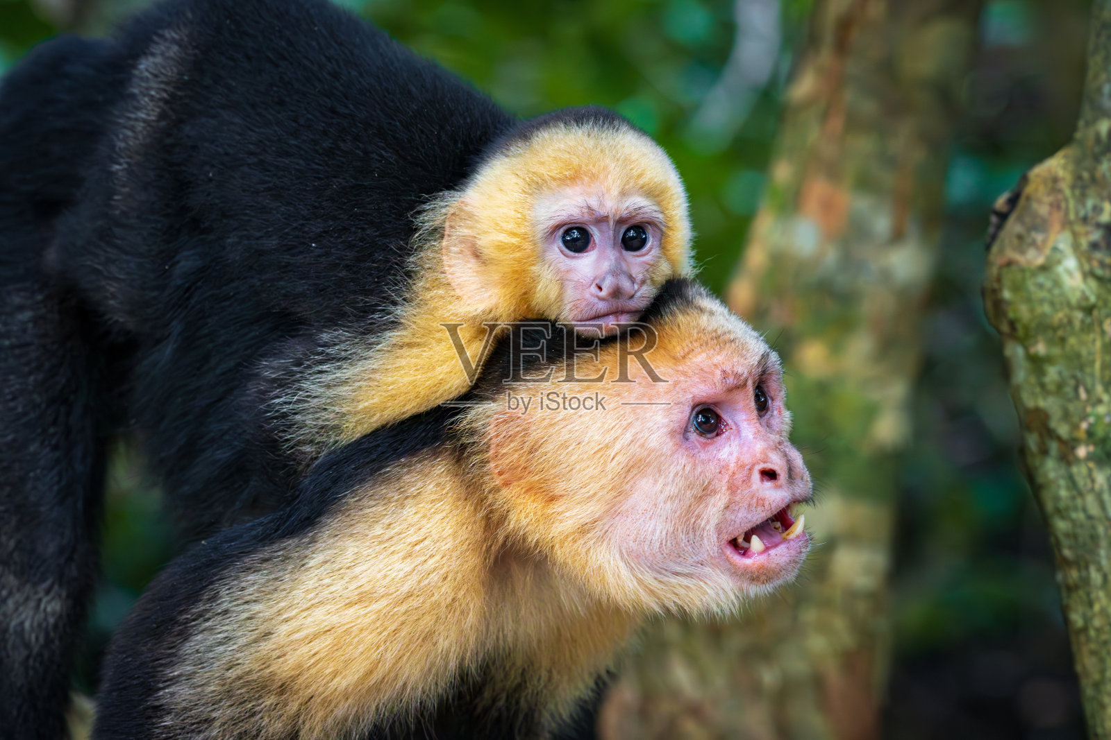 哥斯达黎加曼努埃尔·安东尼奥自然公园的卷尾猴照片摄影图片
