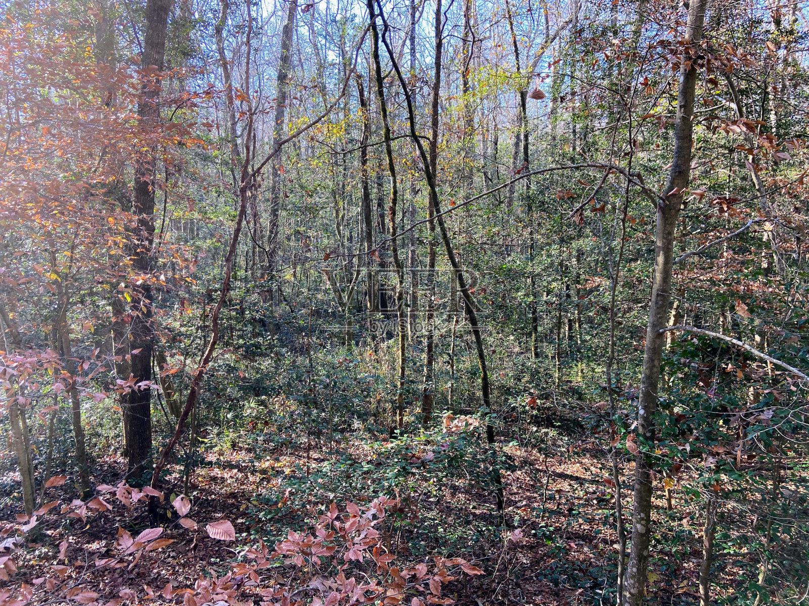 南卡罗莱纳的康加里国家公园照片摄影图片